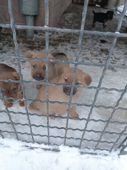 Собачки безкоштовно