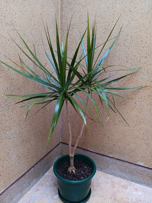 Plantas de interior  e exterior