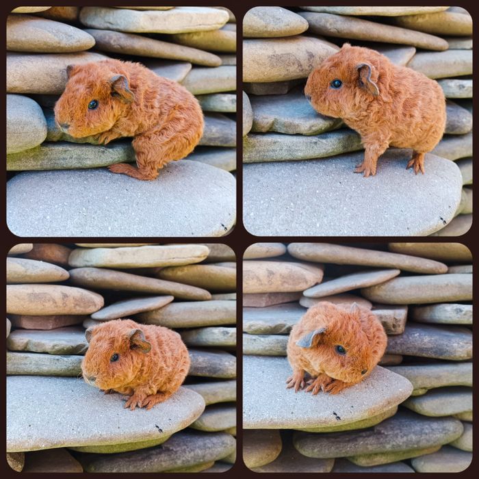 Świnka Us Teddy czerwona