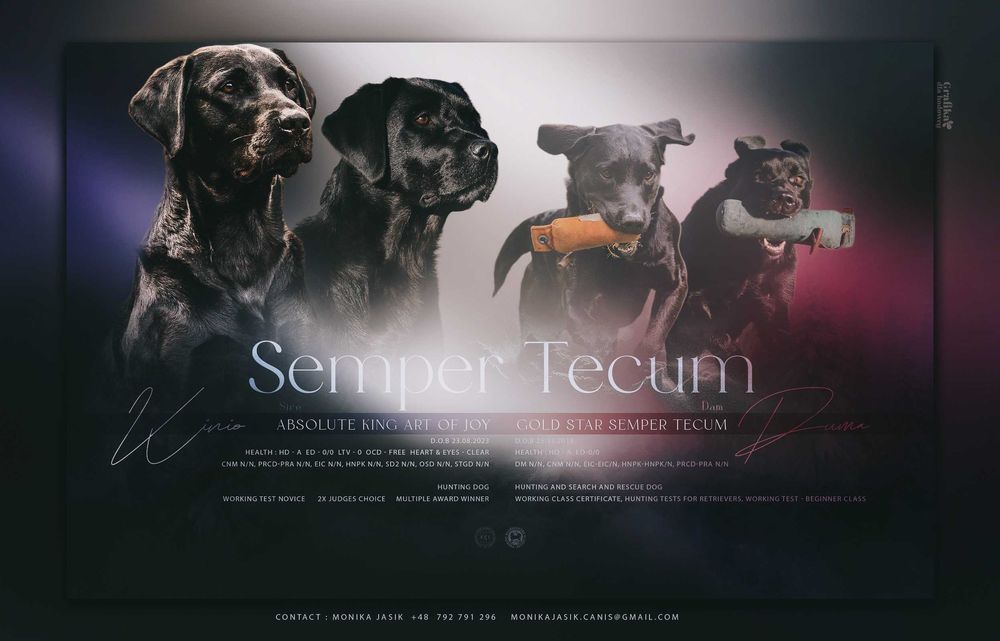 Labrador retriever FCI
