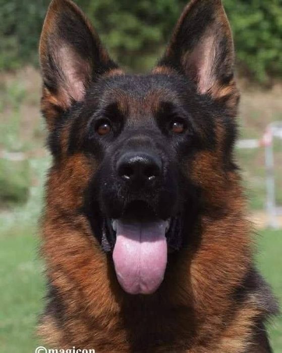 Macho de Cão de Pastor Alemão Pêlo Comprido