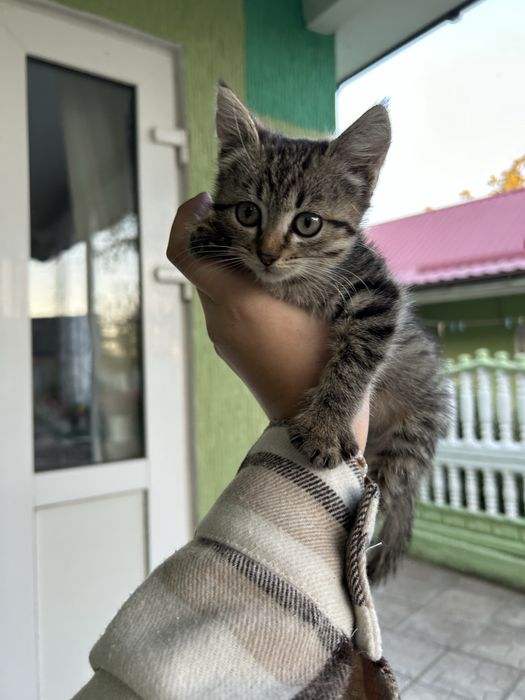 Кицюня шукає дім