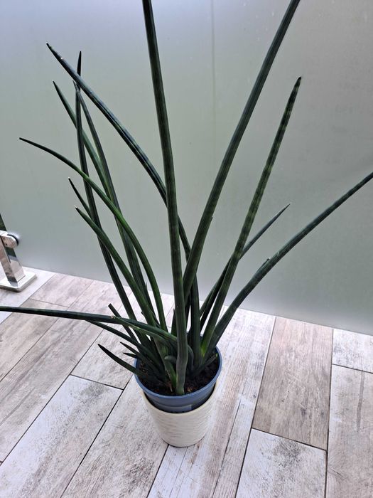 Sansewieria walcowata cylindryczna