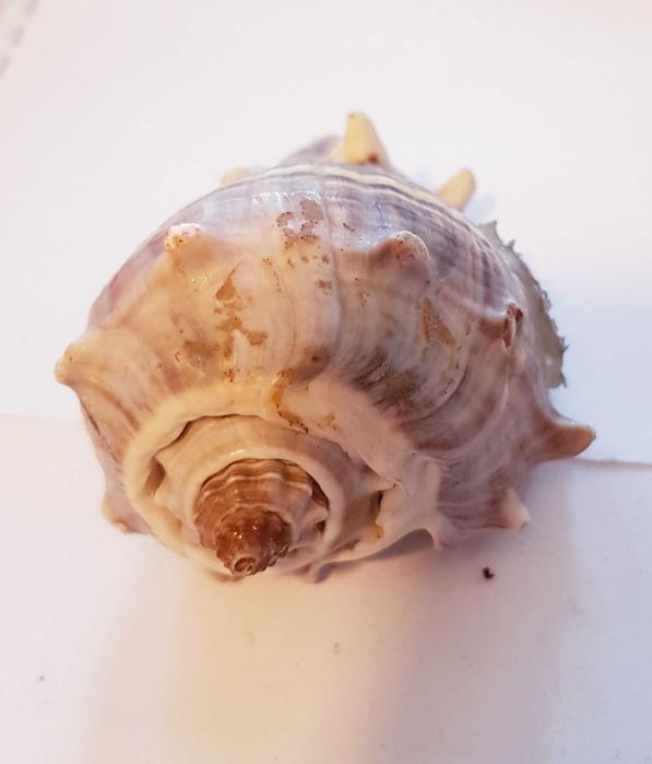 Muszla Morska  Melongena 5 x 4 cm