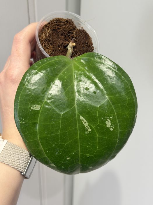 Hoya Sarawak / Хойя Саравак