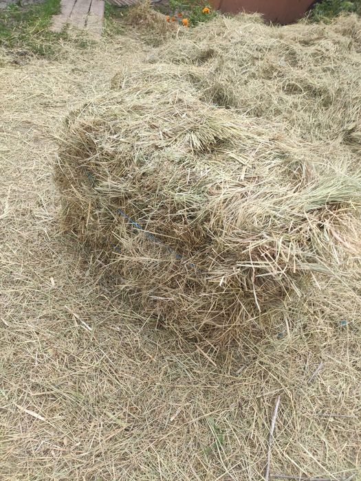 Продам  сіно тюковане