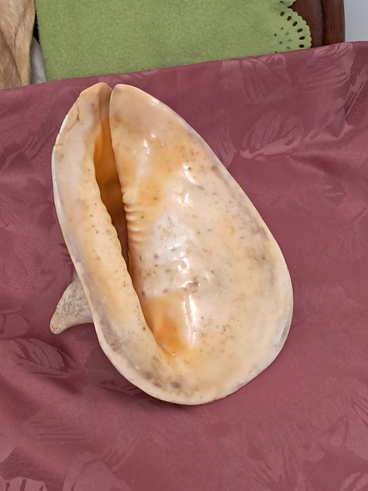 Enormes buzio africano - década de 60/70