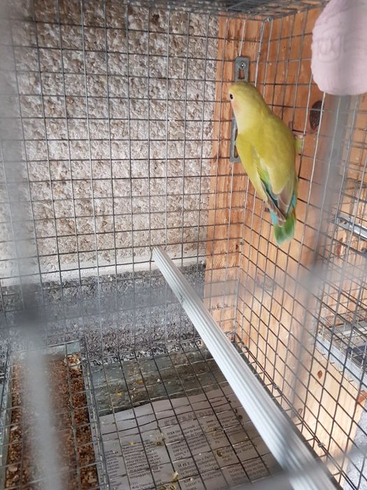 Agapornis roseicollis