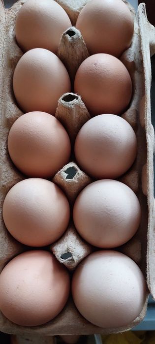 Sprzedam jajka świeże