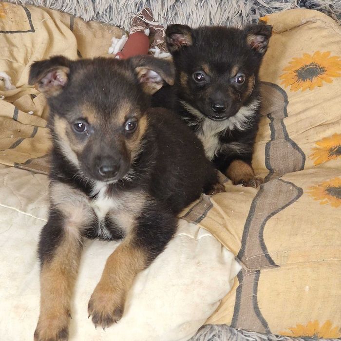 Szczeniaki do adopcji