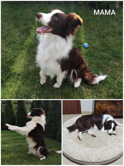 Border collie. Suczka brązowo-biała. Szczeniak