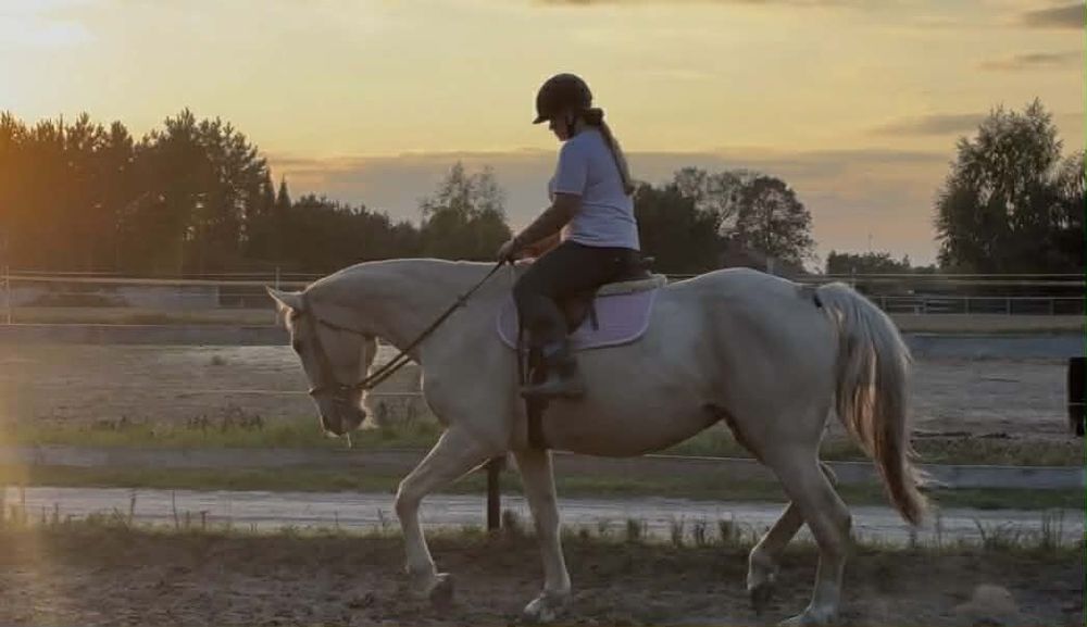 Klacz wielkopolska zamiana
