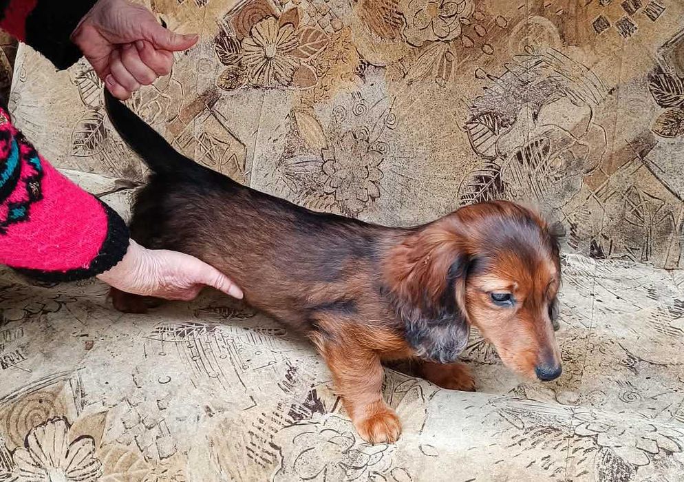 Jamniczek długowłosy króliczy