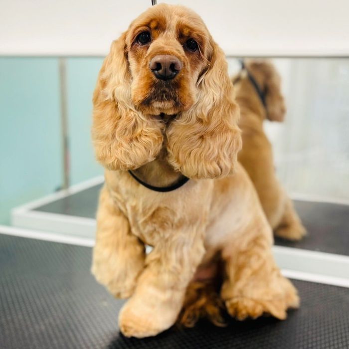 KURS Szkolenie groomerskie - psi fryzjer Warszawa