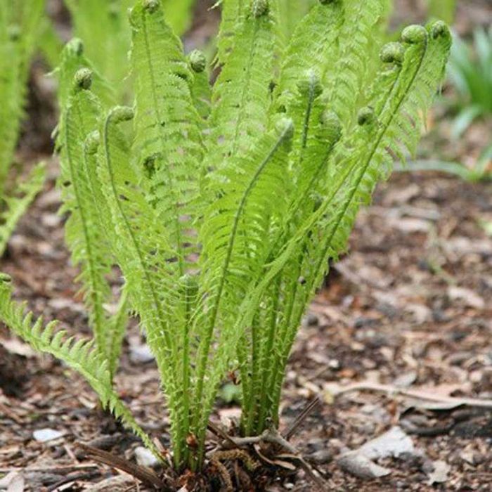 Paproć ogrodowa  20 sztuk  duże sadzonki kłącza  po 5 zł