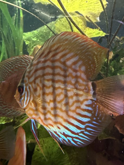 Paletka red turkus Dyskowce