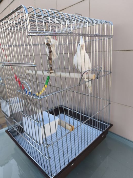 Caturra domesticada