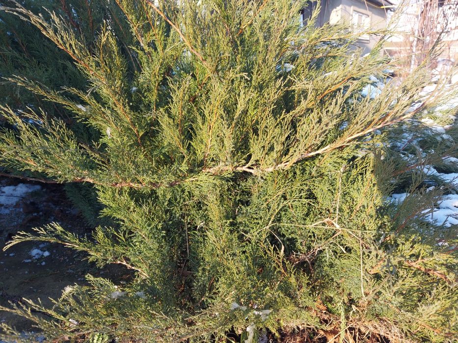 Ялівець/ Можевельник козацький/гілки для декору
