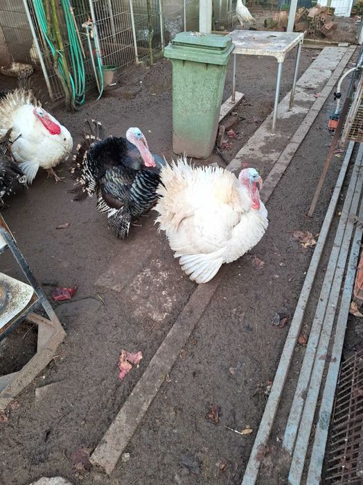 Vendo perus brancos e pretos, bom preço!