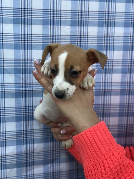 Дівчинка терьерчик