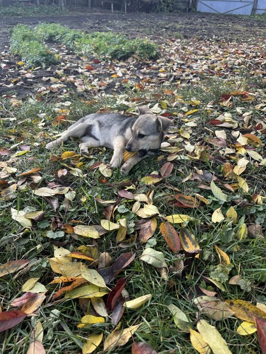 Собача маленьке, віддамо в добрі руки