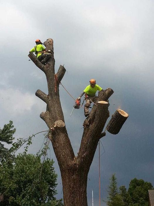Зрізання, обрезка деревьев, спилить дерево, уборка участка, кронування