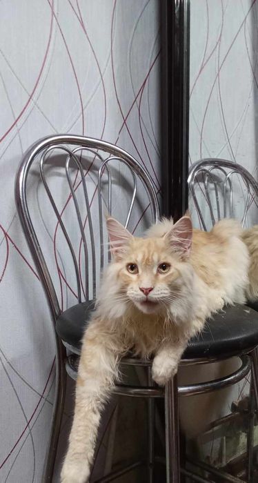 Котики Maine Coon