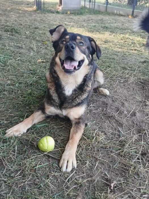 Przełagodny Groszek do adopcji