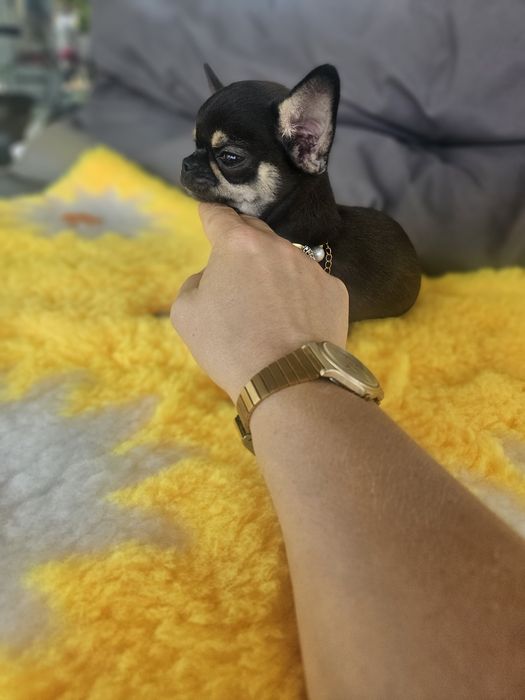 Mini suczka chihuahua 11 tyg