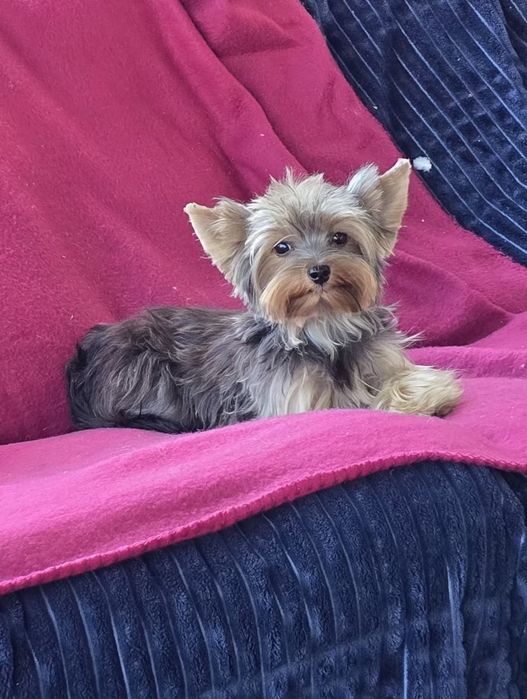Piesek roczny Yorkshire terrier