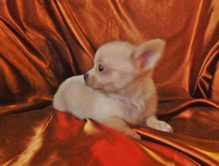 chihuahua mini  pêlo comprido