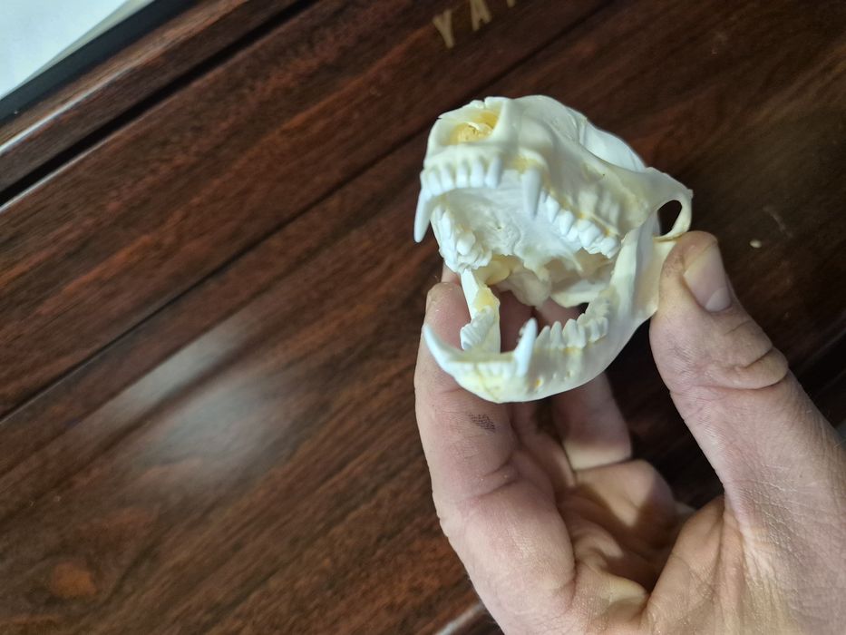 Czaszka szop pracz racoon skull  nie borsuk lis kuna czacha terrarium