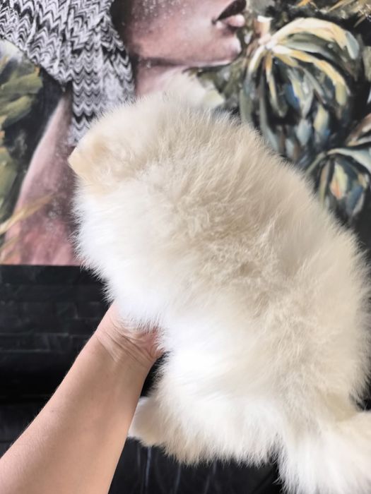 Spitz Mini. .Lulu da Pomerânia. LOP e Afixo Menina Espetácular Mini .