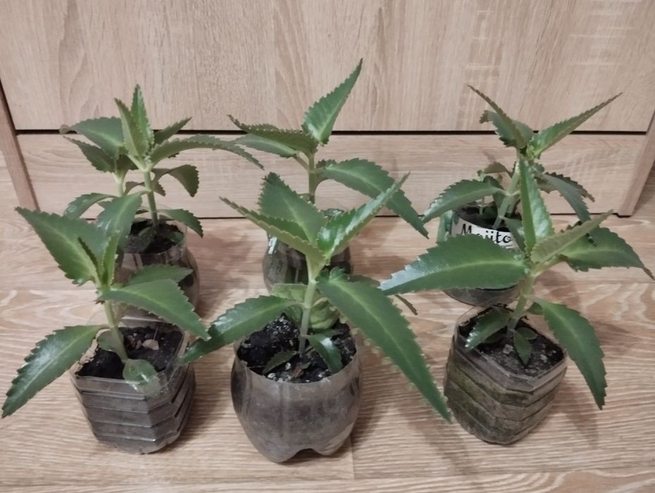 Продам лікувальне каланхоє