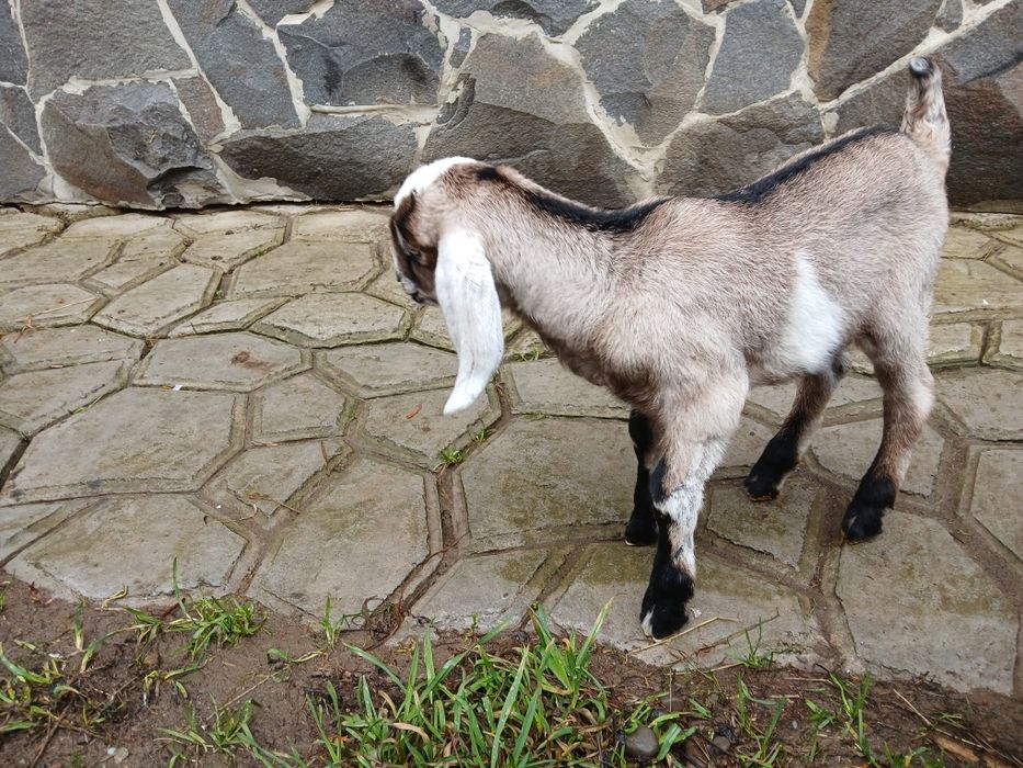 Продаеться нубійська козочка.