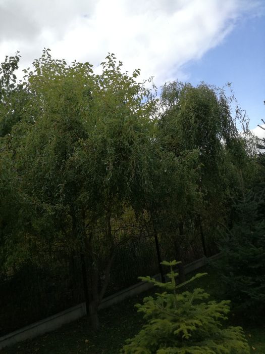 Sadzonki wierzba mandżurska