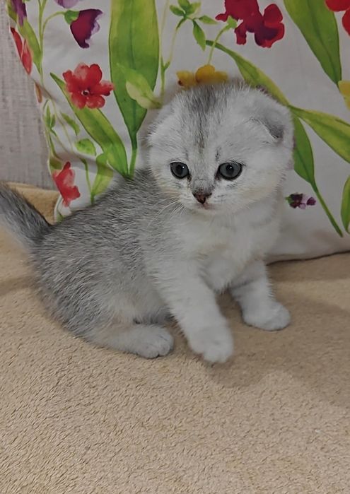 Вислоухие котята серебристая шиншилла