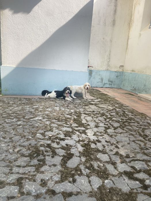 Cachorrinhos Grand Griffon Vendéen com dois meses para adoção