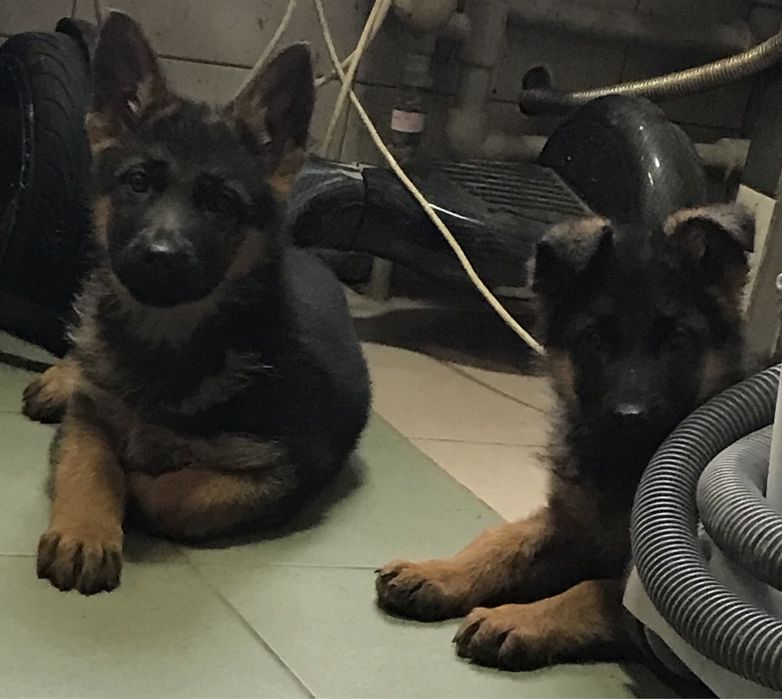 Продаєця цуценя німецької вівчарки