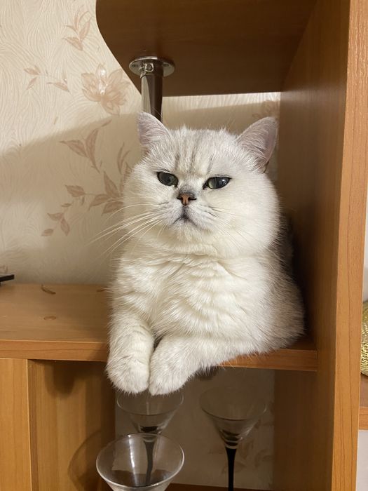 Шотландский Серебристый кот Вязка