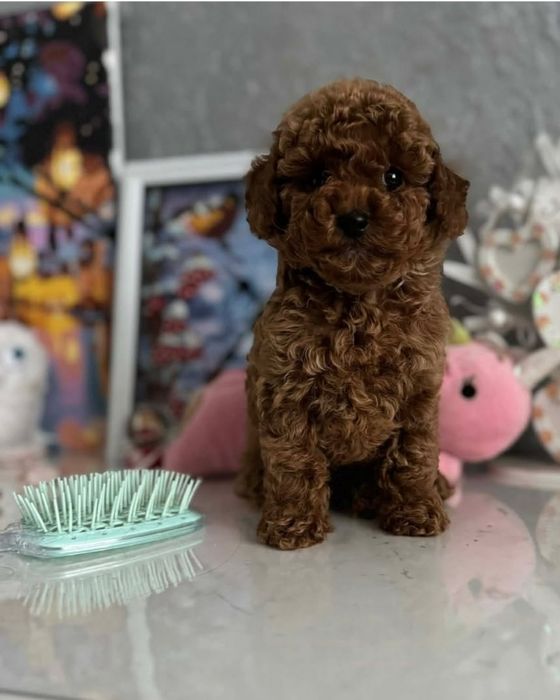 Шикарнючий малиш той пудель