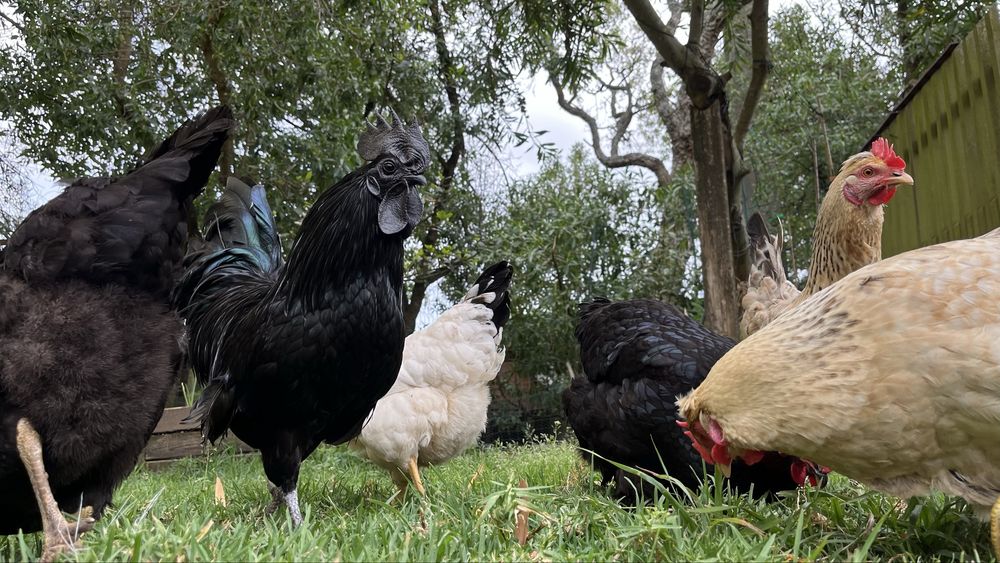 Ovos Caseiros “Ultra Bio” – Galinhas VIC (Very Important Chicken)