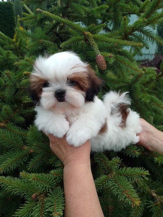 Манюння ши-тцу. Буде міні.