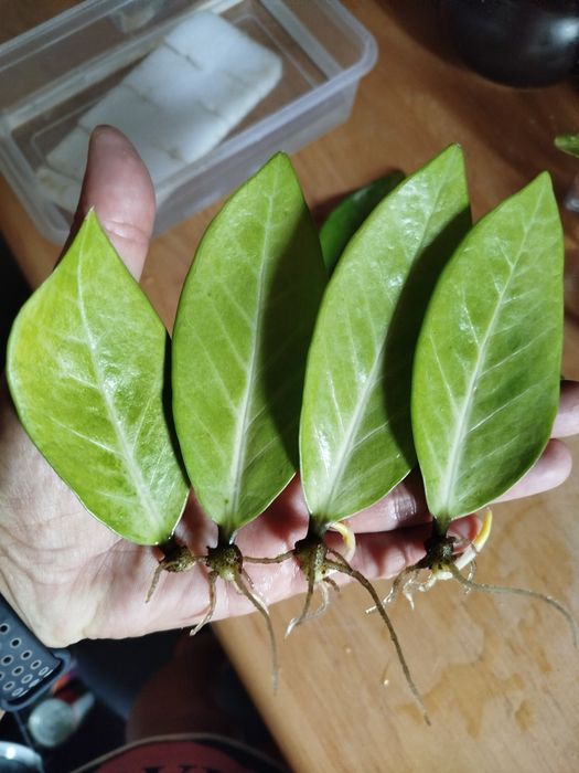 Zamiokulkas variegata