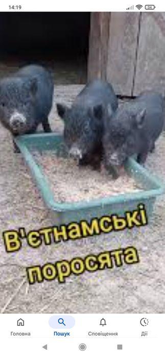 Вєтнамські поросята