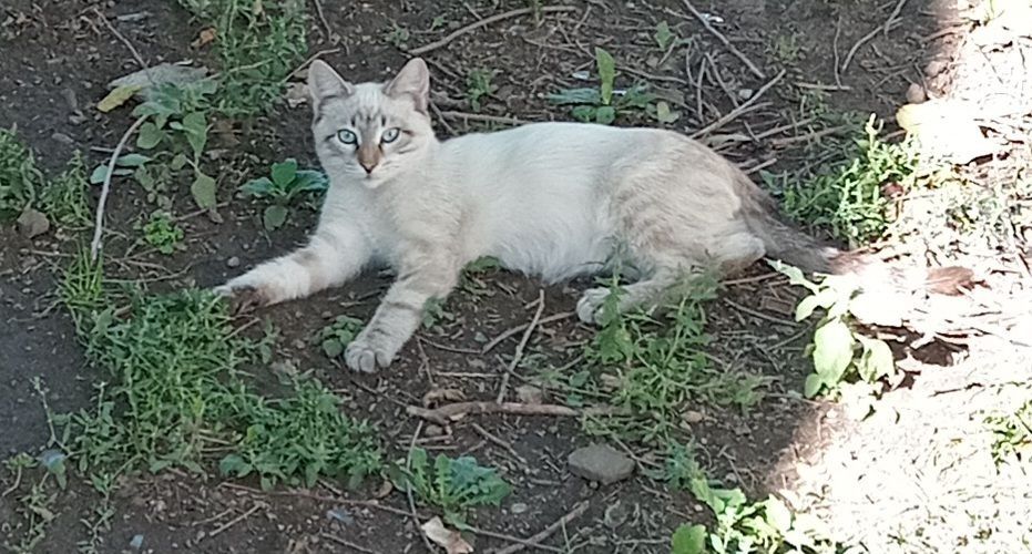 Харьков! Отдаётся ответственным хозяевам