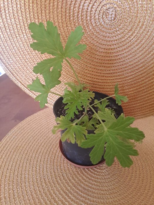 Anginka geranium cytrynka roślina lecznicza