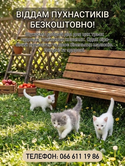віддам пухнастиків у добрі руки ( безкоштовно)