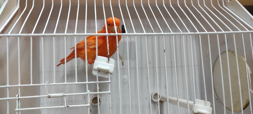 Cedo fêmeas de canário de 2024