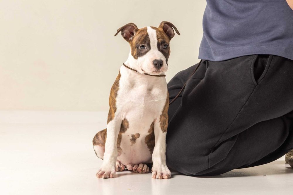 Амстафф\Стаффордширський тер'єр